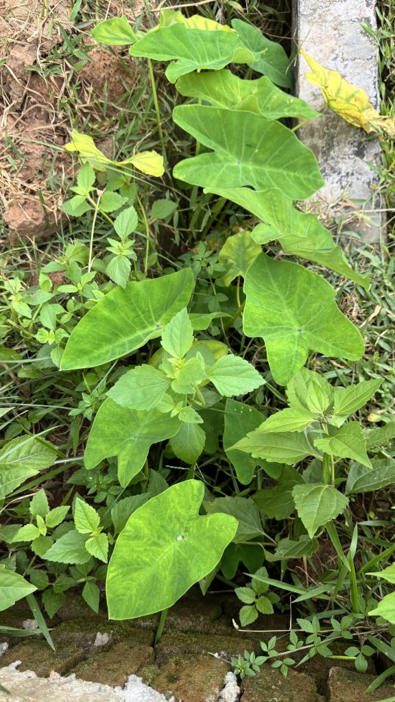 A lush arrangement of various green plants fills the image, featuring large, heart-shaped leaves alongside smaller, jagged leaves.