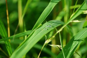 A close-up image of green grass blades with droplets of water resting on the surface