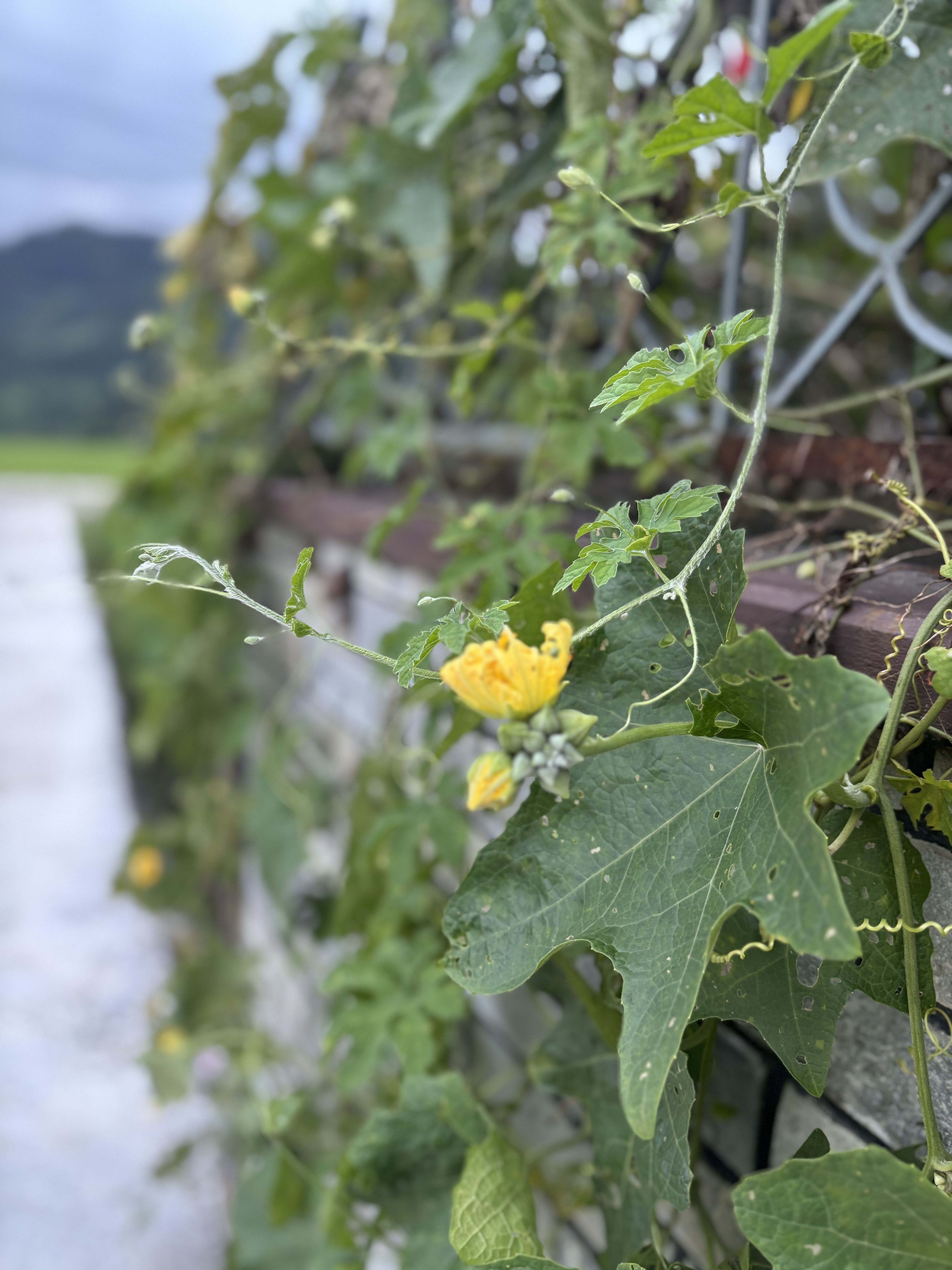 A close-up image of a flowering plant with bright yellow flowers and green leaves, climbing along a wooden fence.