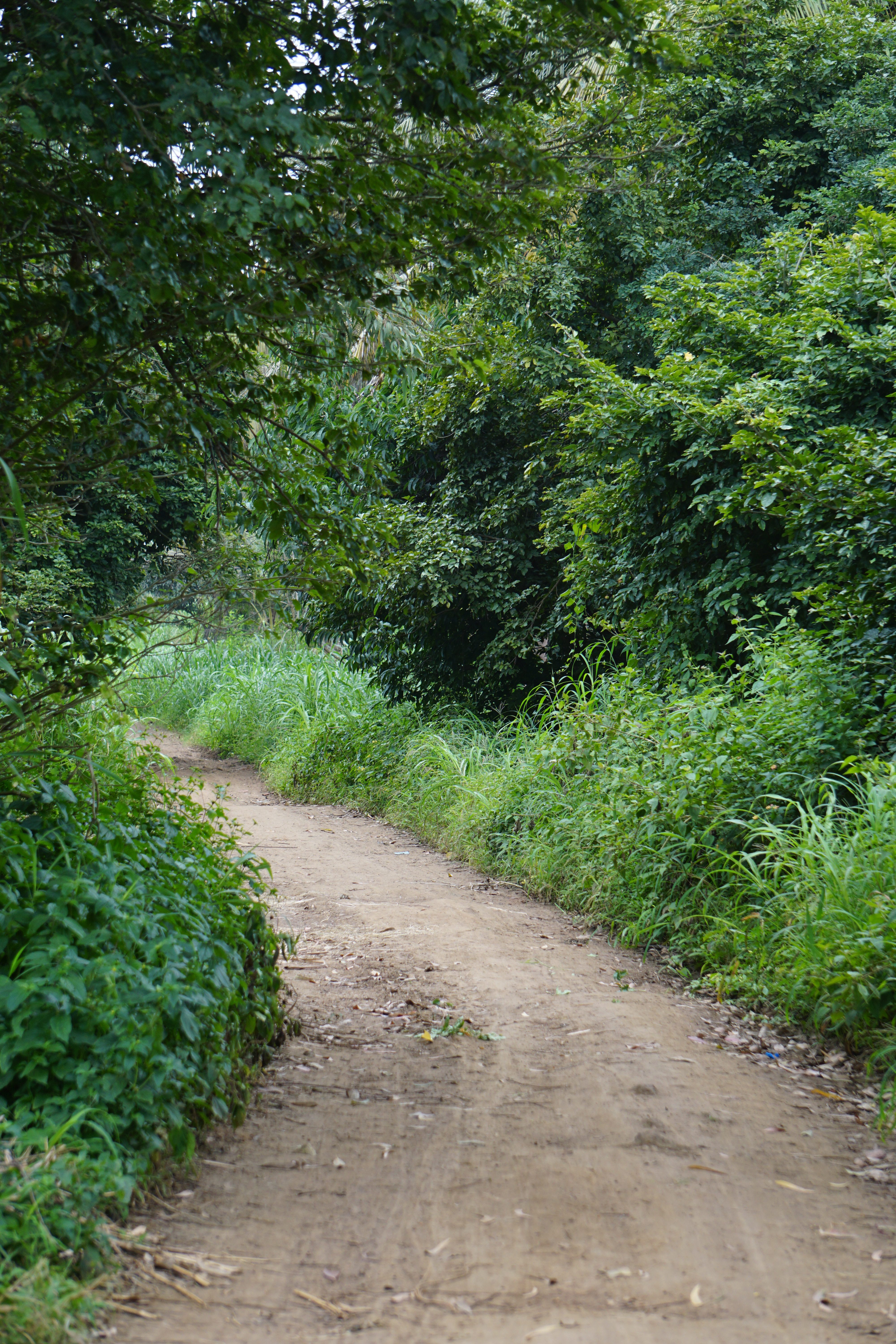 A walkway through green trees
