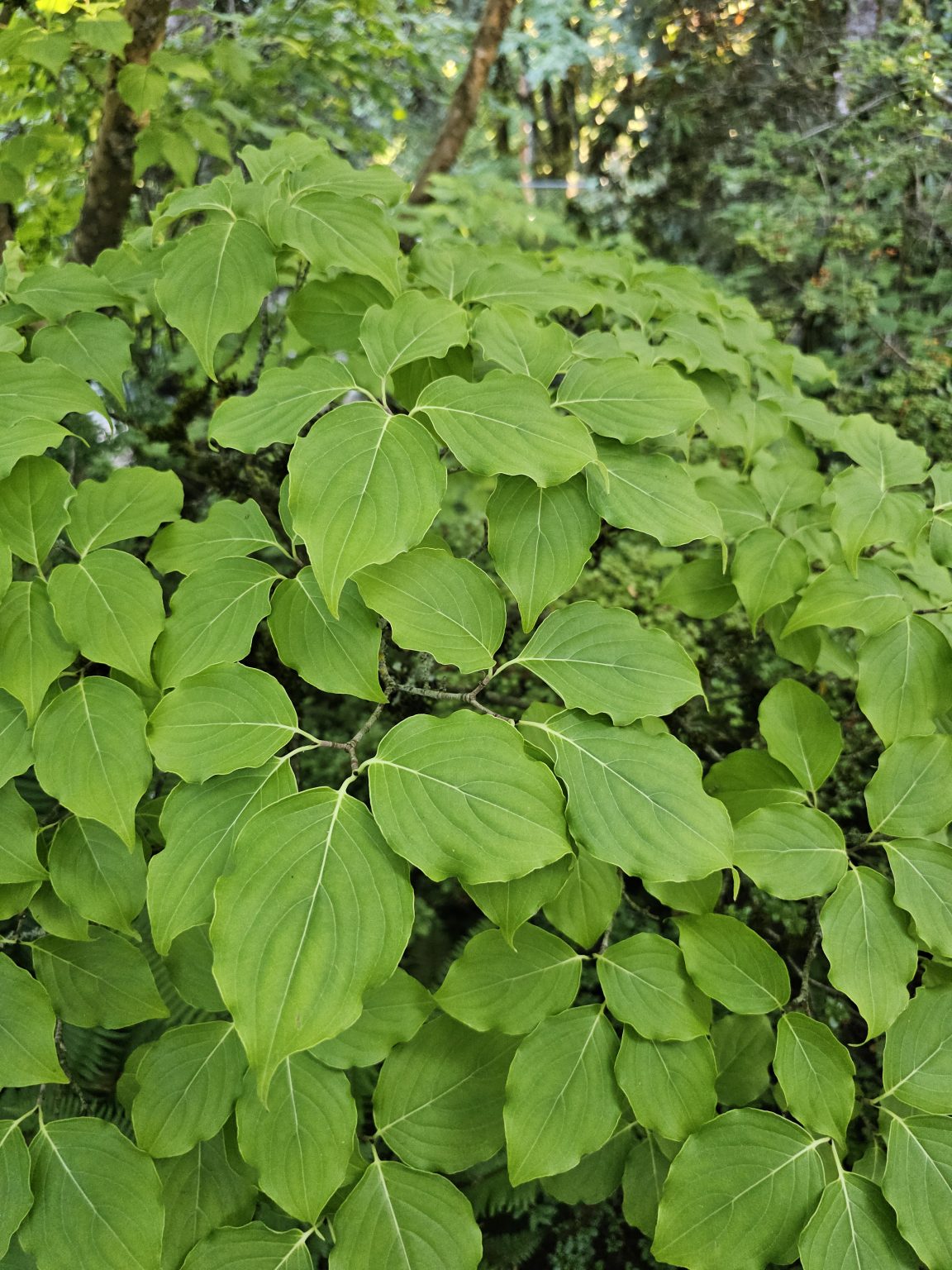 Branches of a green-leaved shrub in the garden of Pittock Mansion, Portland. The leaves are pointed and form layered textures.