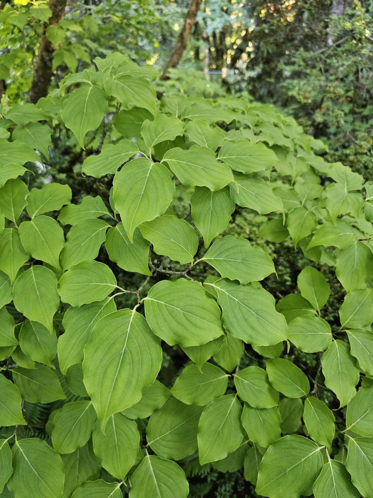 Branches of a green-leaved shrub in the garden of Pittock Mansion, Portland. The leaves are pointed and form layered textures.