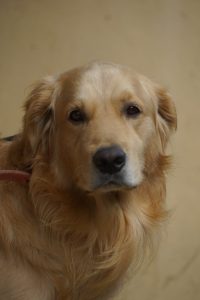 Close-up portrait of a golden retriever dog with soft fur and gentle eyes against a plain background.
