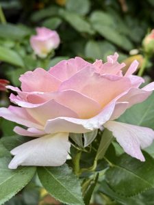 A soft pink rose with peach undertones in full bloom, captured close-up with lush green leaves in the background. Photo taken at the International Rose Test Garden, Portland. 