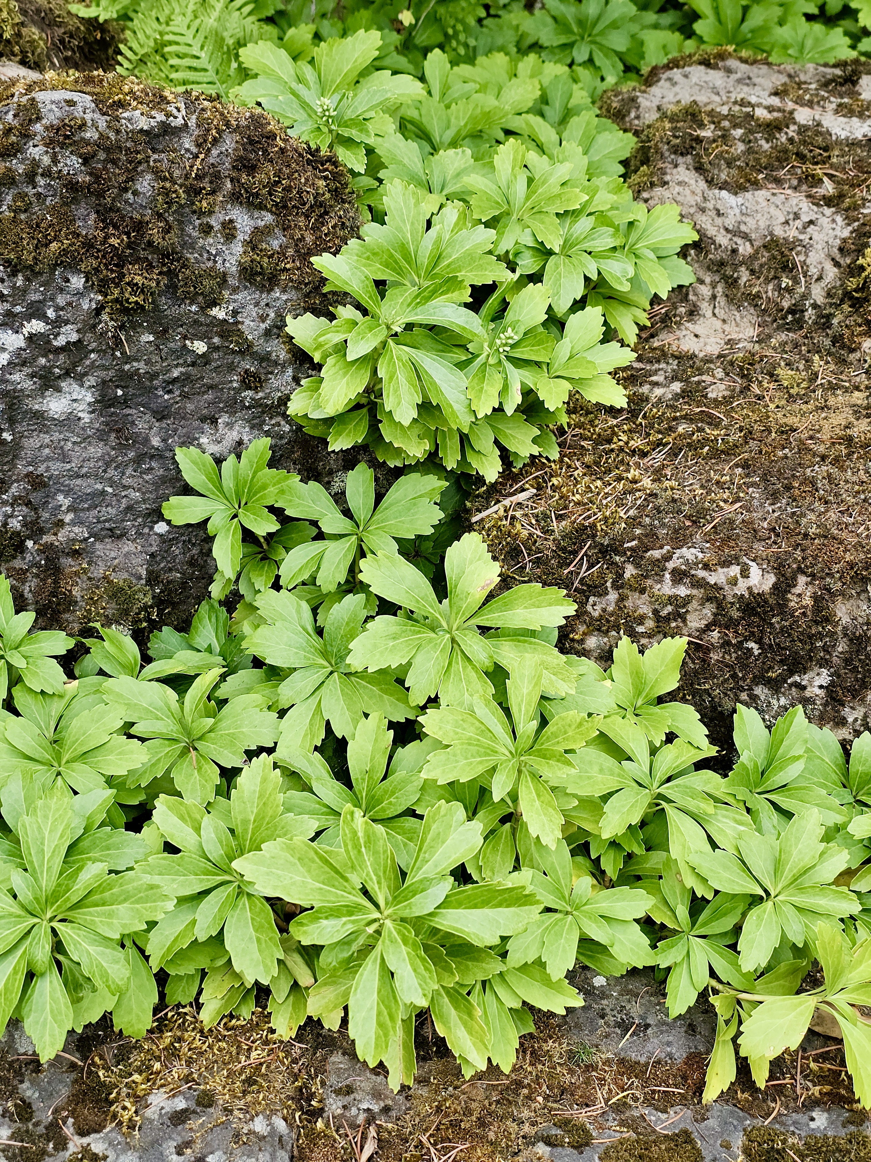 Bright green leafy ground cover growing between dark rocks at the Portland Japanese Garden. The layered leaves and contrasting textures highlight the plant’s natural beauty.