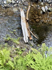 Broken logs and small ferns rest beside a flowing creek with clear water and river stones. Columbia River Gorge National Scenic Area, Oregon.  