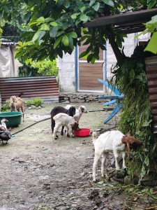 A small farmyard scene with several goats and ducks.