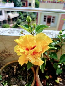 A close-up of a bright yellow hibiscus flower with a red center, growing in a pot on a balcony.