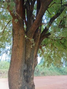 A section of a beautiful tamarind tree stem, tamarind is one trees that produces great fruits perfect for juice.

