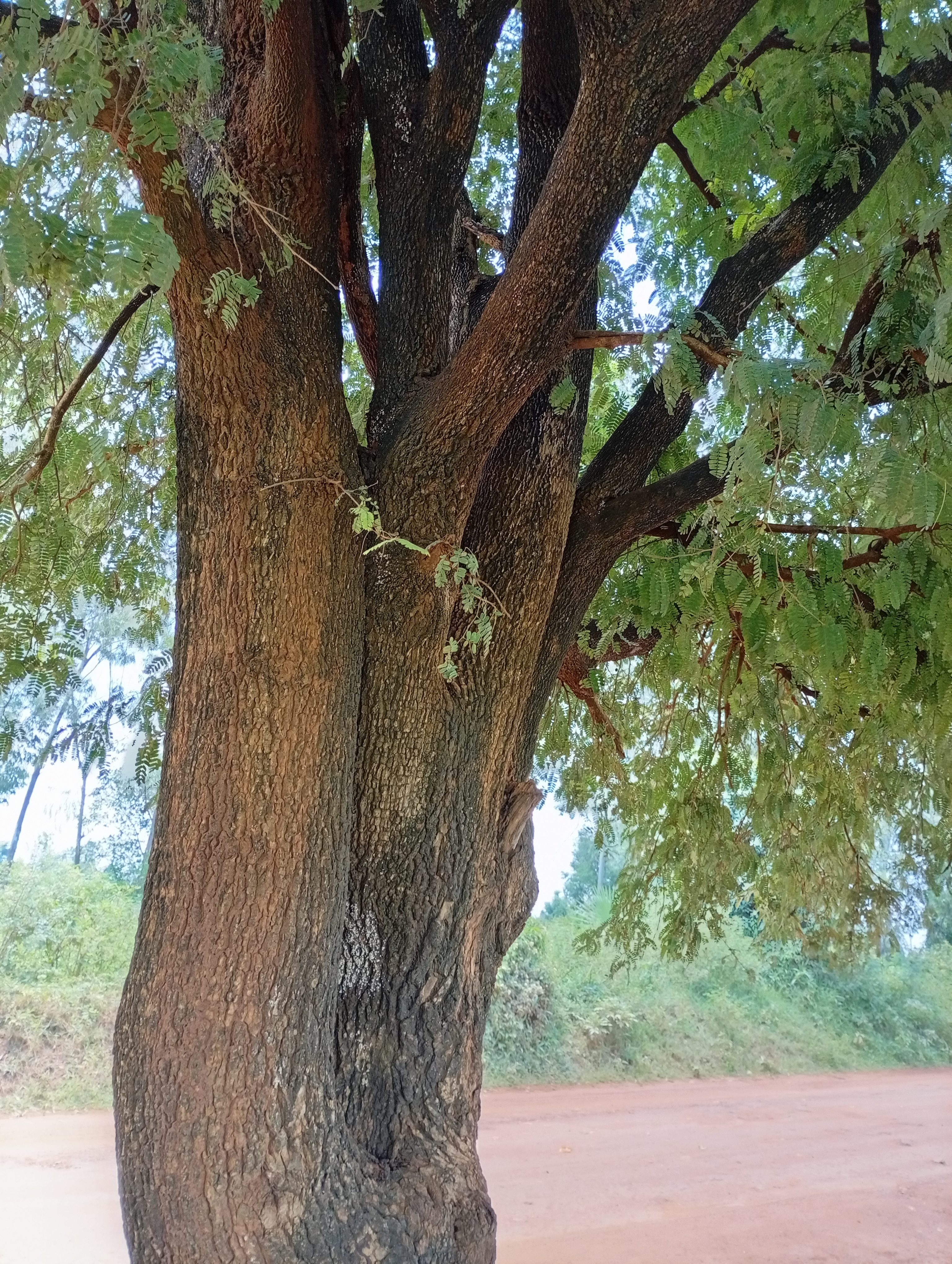 A section of a beautiful tamarind tree stem, tamarind is one trees that produces great fruits perfect for juice.
