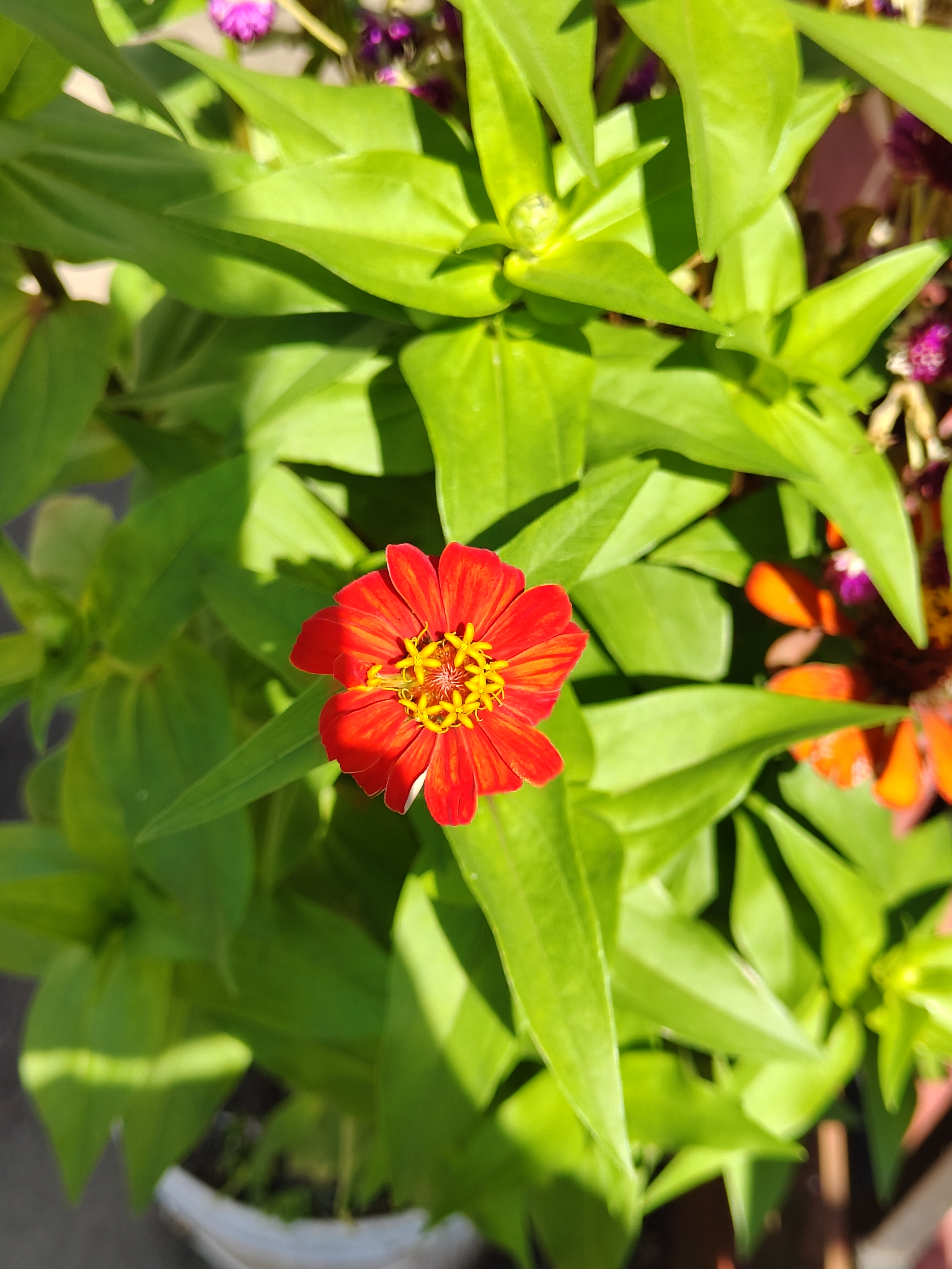 A vibrant red flower with a yellow center is prominently displayed among lush green leaves.