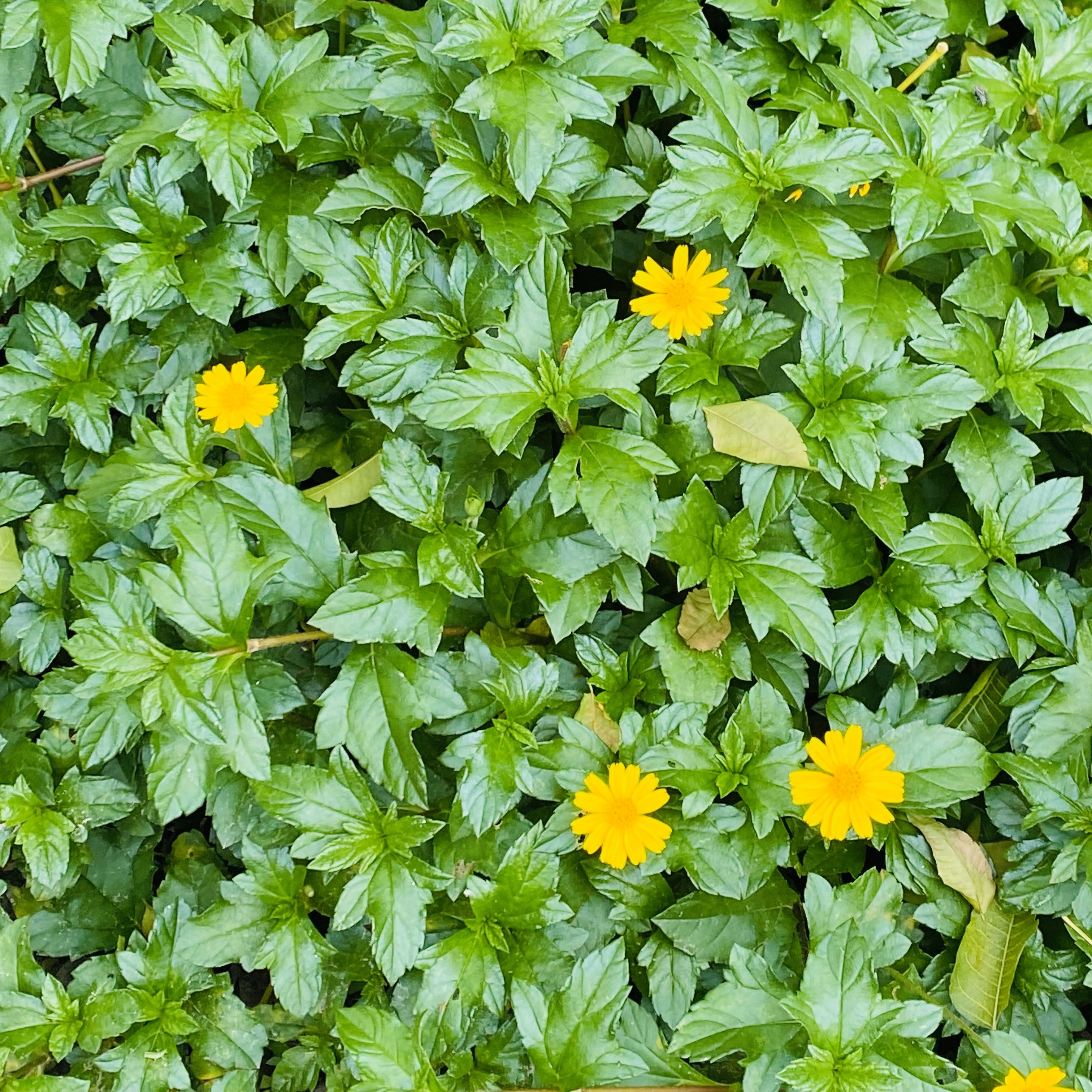 A dense patch of vibrant green leaves with several small, bright yellow flowers dispersed throughout.