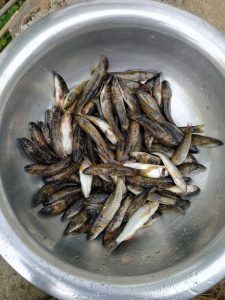 A stainless steel bowl filled with a large quantity of various types of fish, some with a brownish and silver coloration, resting on a surface with droplets of water visible on the bowl. 