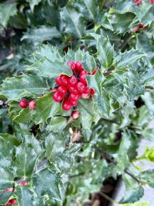 A close-up image of holly leaves featuring clusters of bright red berries. The leaves are glossy and have sharp, serrated edges, while the background shows blurred green foliage. Captured near Tilikum Crossing Bridge, Portland.