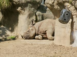 A rhinoceros lies on the ground near a rocky wall in a shaded enclosure. This photo was taken at the Oregon Zoo, Portland, Oregon.