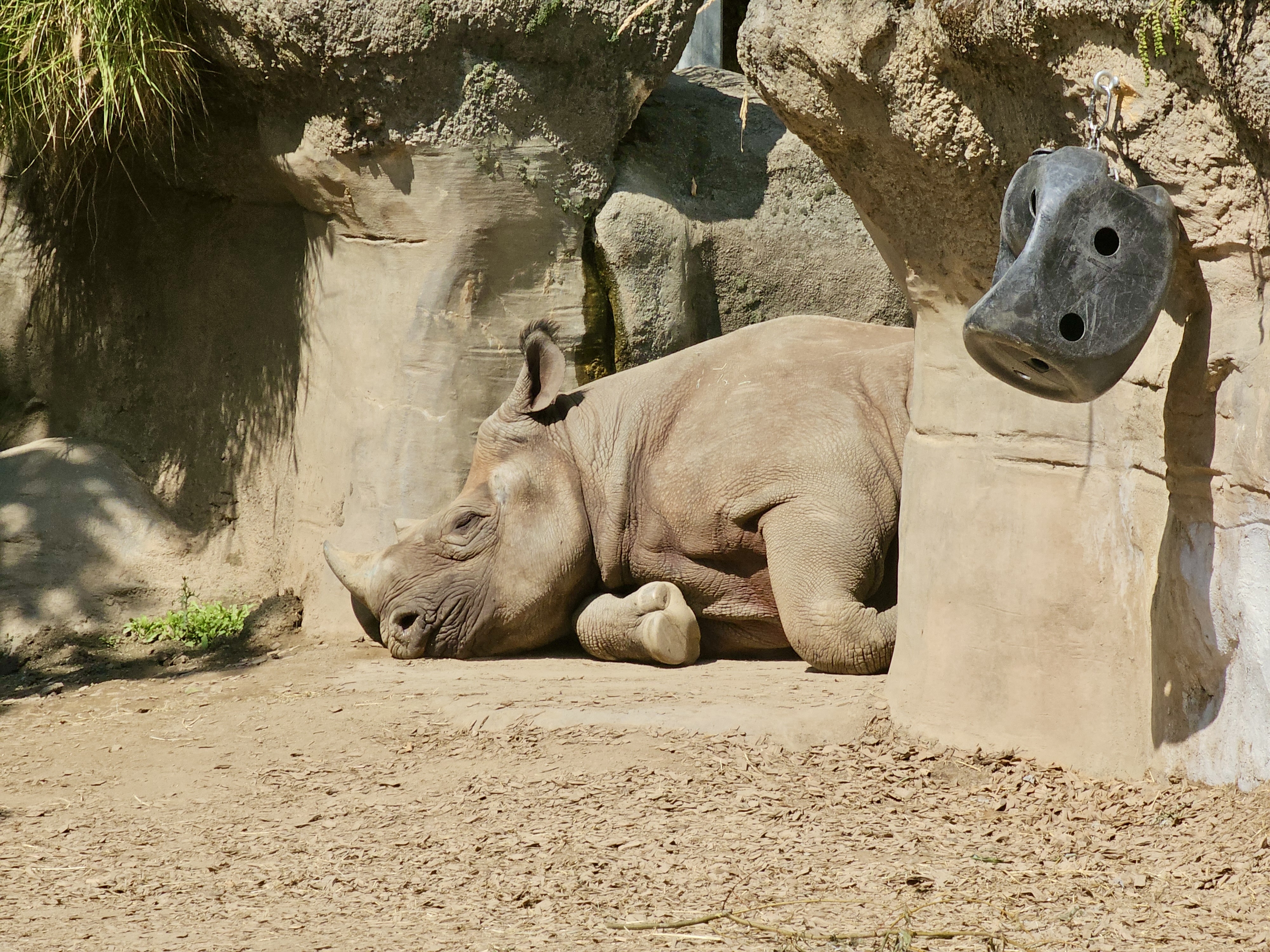 A rhinoceros lies on the ground near a rocky wall in a shaded enclosure. This photo was taken at the Oregon Zoo, Portland, Oregon.