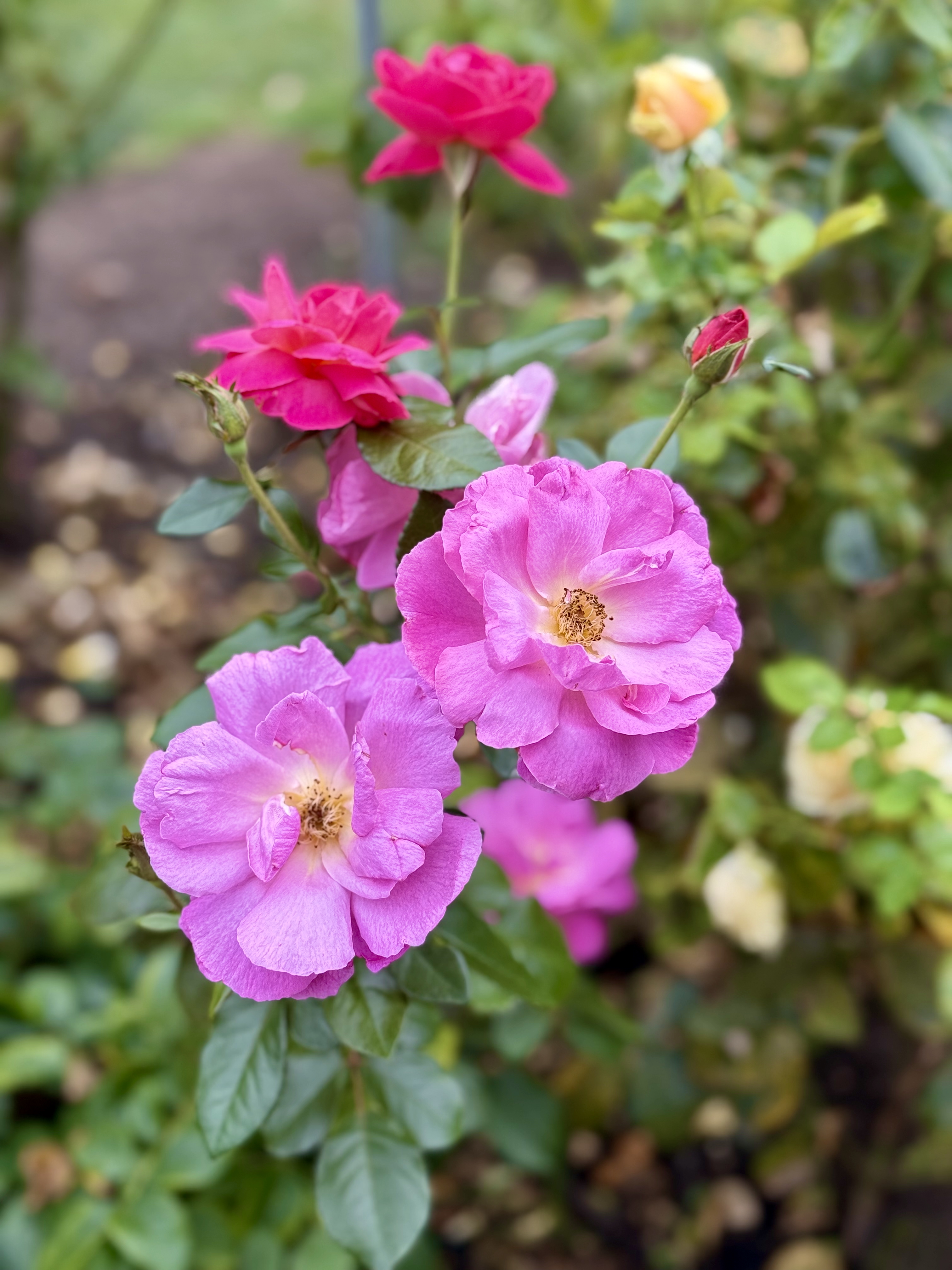 Cluster of bright pink and red roses with visible petals and soft lighting. Captured in the International Rose Test Garden, Portland, Oregon. 