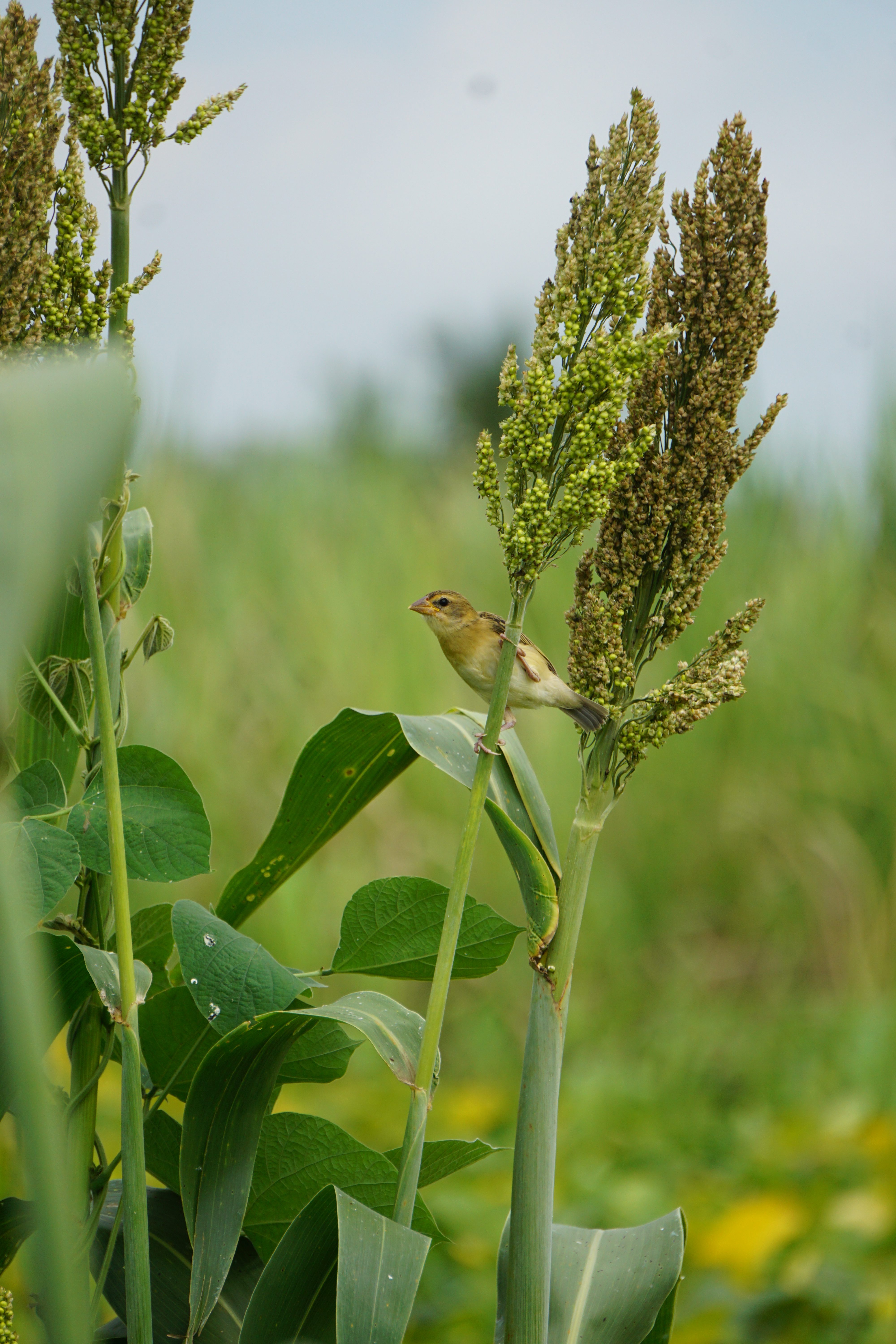Small yellow-brown bird perched on a green millet plant in a field with blurred greenery in the background.