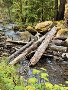 Logs and tree trunks lie across a shallow rocky stream in a forest. Green trees and moss-covered boulders surround the water. Columbia River Gorge National Scenic Area, Oregon. 