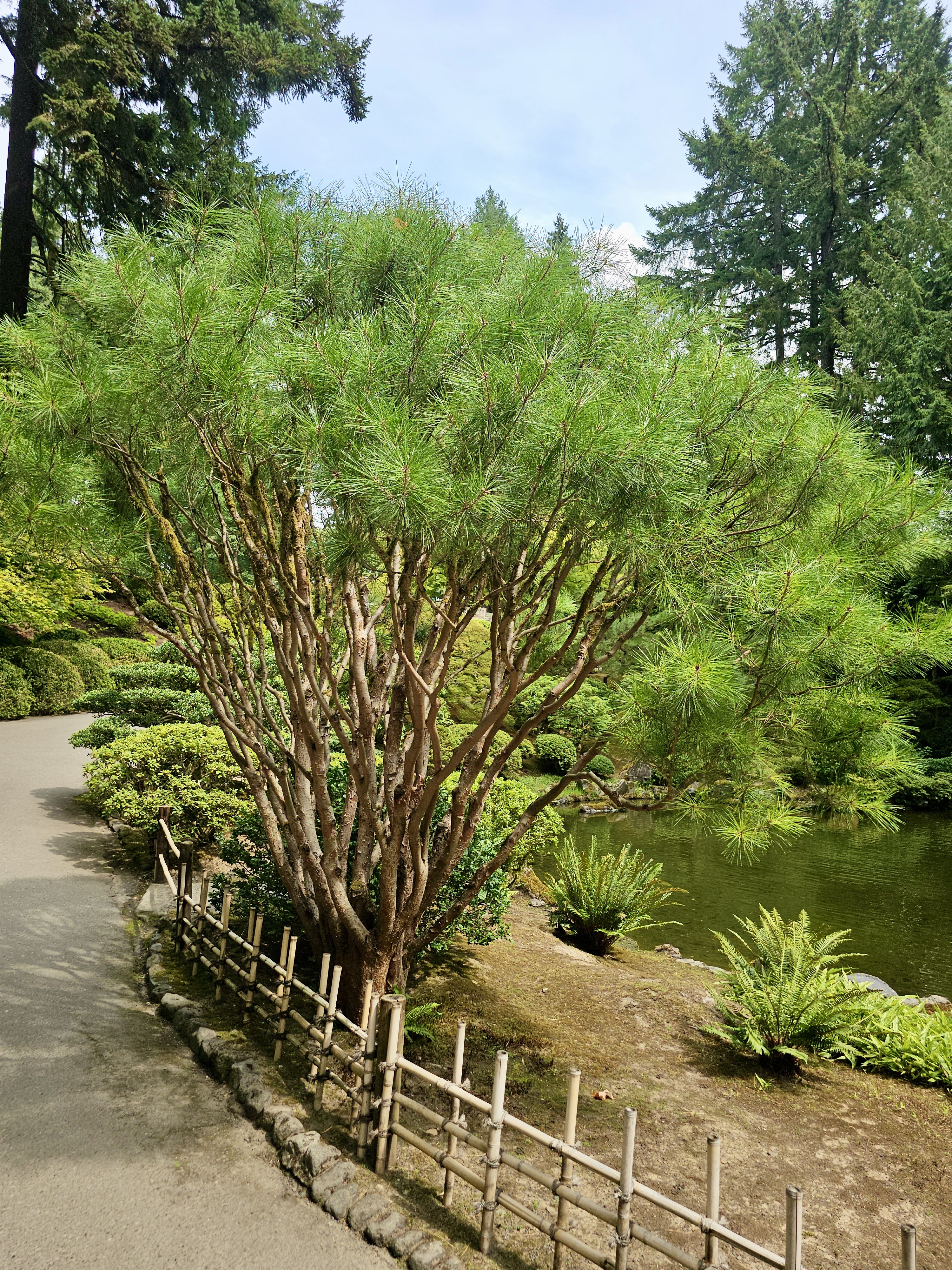 A multi-trunk pine tree stands next to a path in the Portland Japanese Garden, surrounded by trimmed bushes and a bamboo fence, with a peaceful pond in the background.