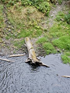 A fallen tree trunk rests at the edge of a rocky creek with green grass and stones nearby. Taken in the Columbia River Gorge National Scenic Area, Oregon. 