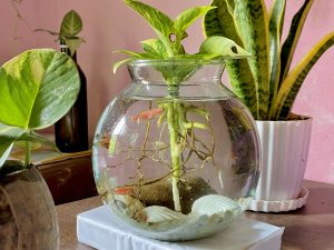 A glass fishbowl with water, small pebbles, a few fish, and a rooted aquatic plant growing from the center.