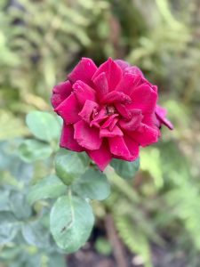 A dark pink rose with thick petals in bloom, set against soft greenery and ferns, photographed at the International Rose Test Garden, Portland, in the evening. 