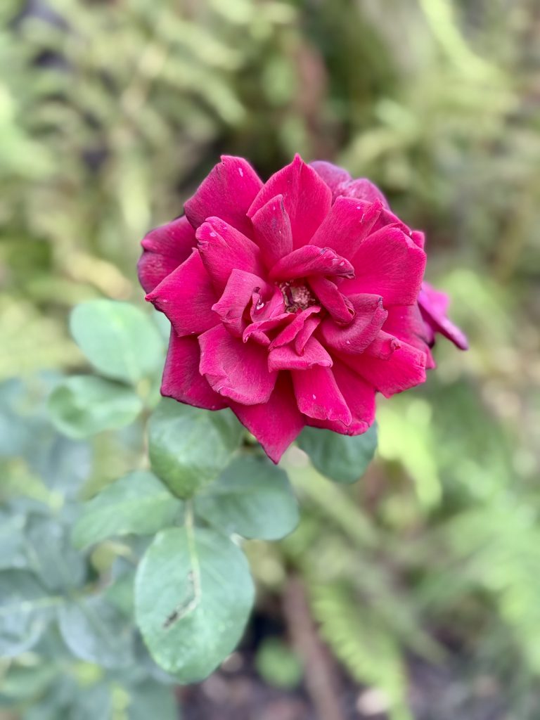 A dark pink rose with thick petals in bloom, set against soft greenery and ferns, photographed at the International Rose Test Garden, Portland, in the evening.
