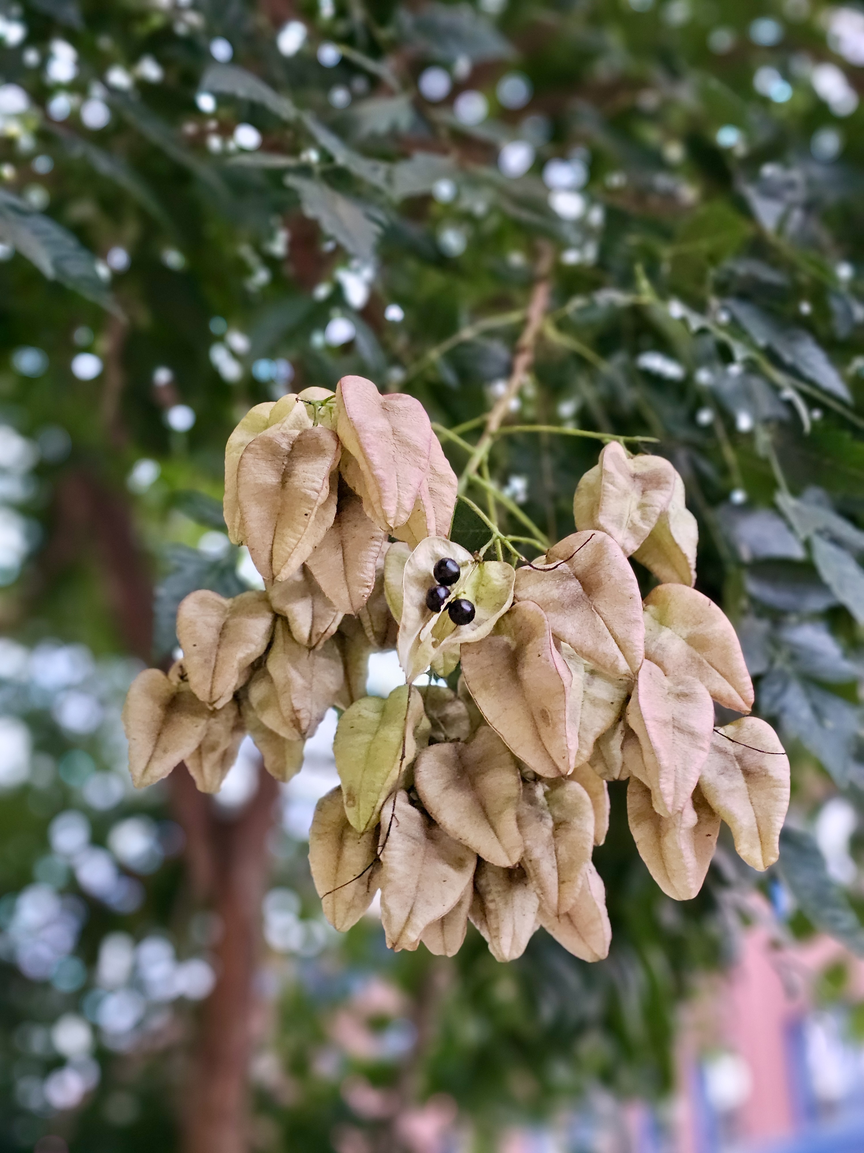 Dried seed pods with shiny black seeds hanging on a tree branch. Captured in downtown Portland, in the evening. 