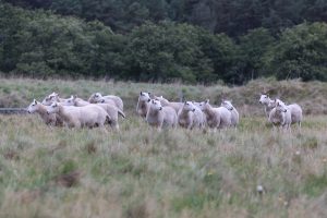 Herd of Sheep in a field of grass peppered with Dandelions