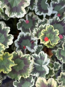 Variegated geranium leaves with red petals scattered on top, captured in the evening at Pittock Mansion, Portland. 