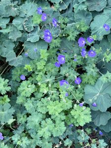 Bright purple wildflowers blooming among round and jagged green leaves. Photo taken in the evening at Pittock Mansion, Portland.