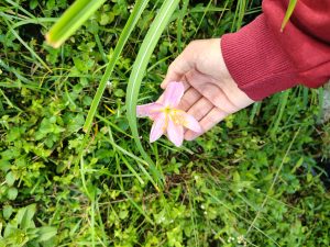 A hand is gently holding a pink flower with yellow accents, surrounded by lush green grass and foliage. 
