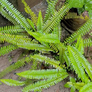 Vibrant green ferns with elongated wet leaves radiate from the center on damp soil, surrounded by dark rocks and shiny green leaves, conveying freshness.