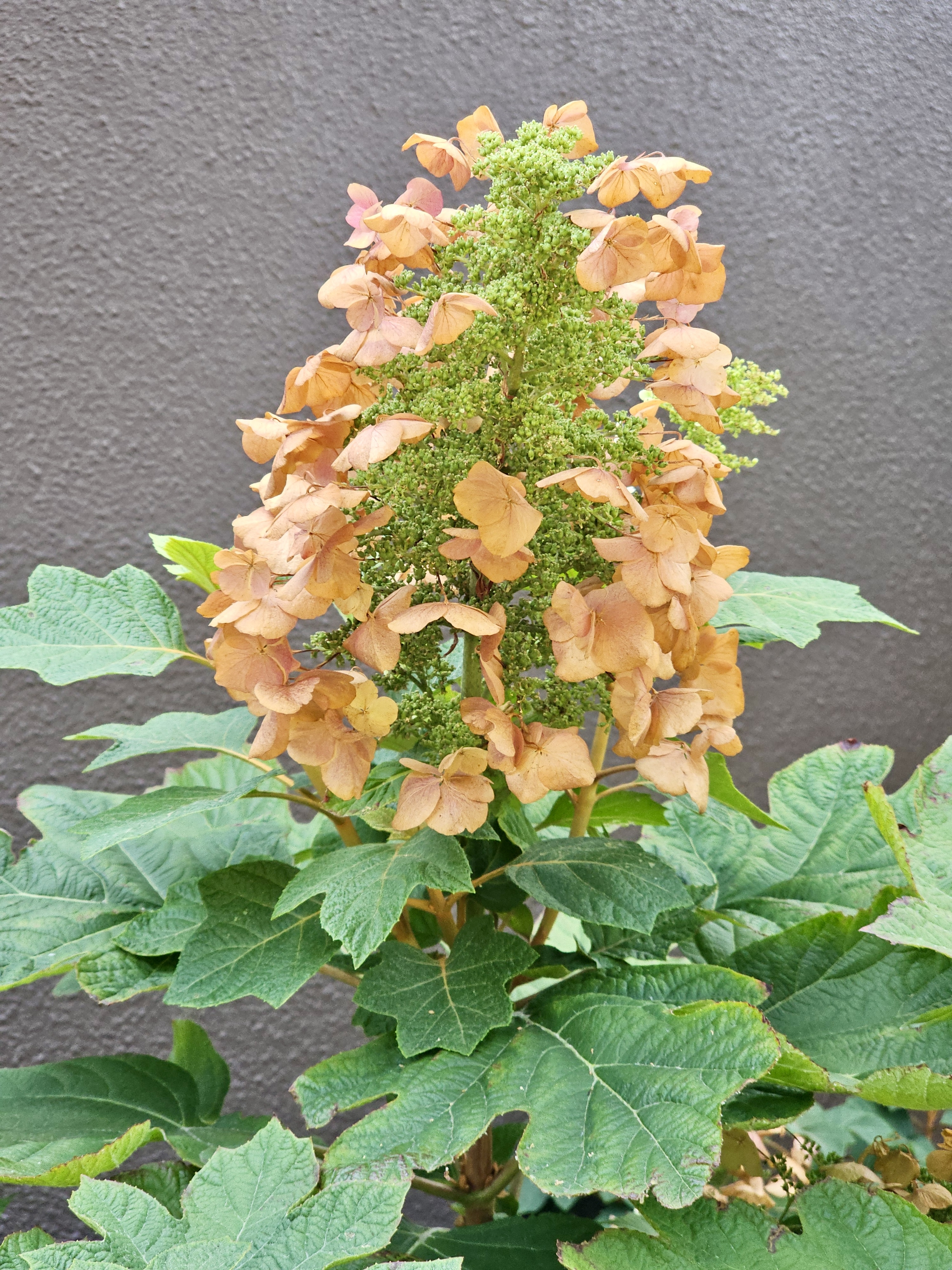 A blooming Oakleaf Hydrangea (Hydrangea quercifolia) with rusty-orange petals, standing against a wall in the Oregon Zoo.