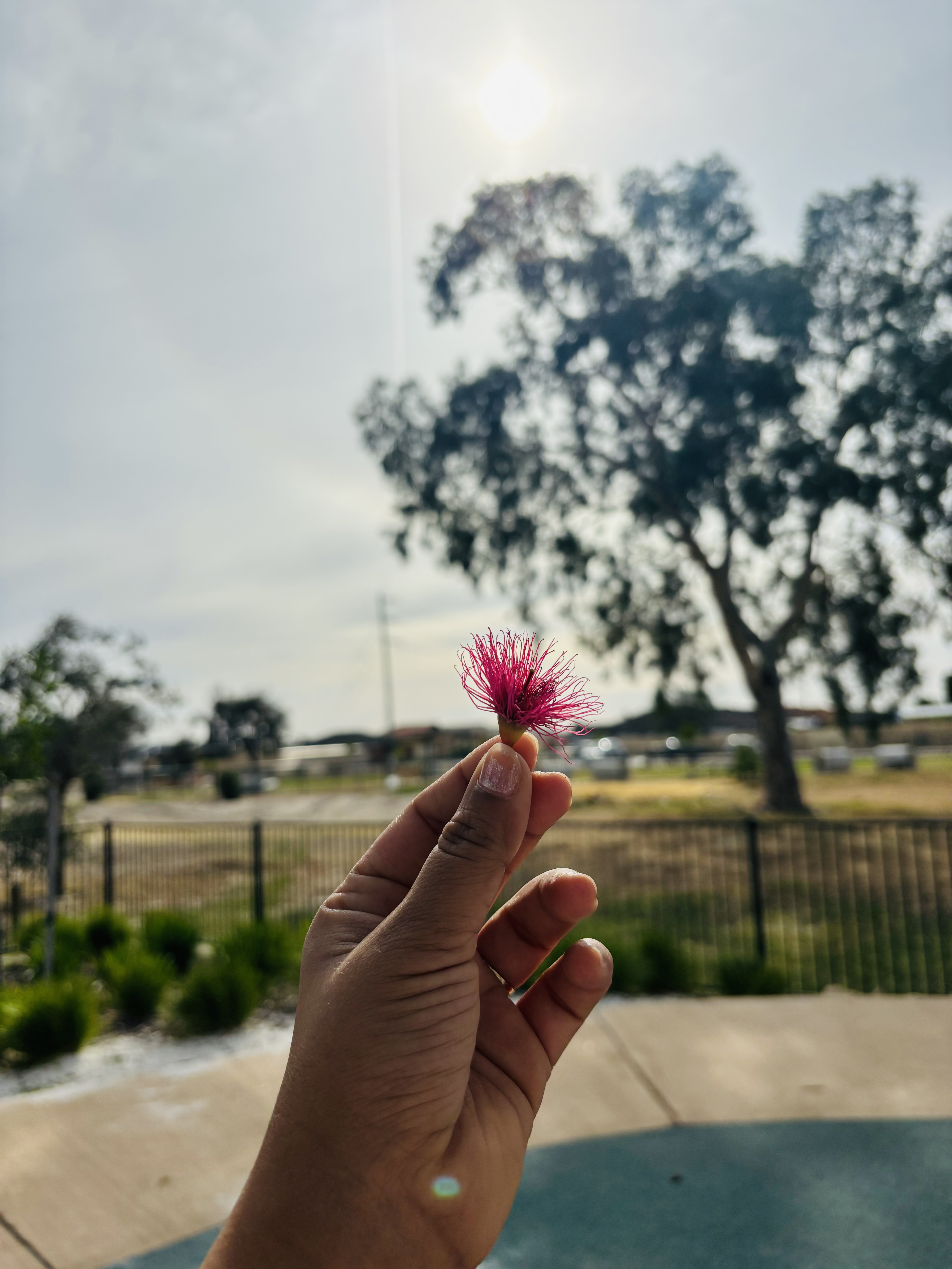 holding tiny red flower 