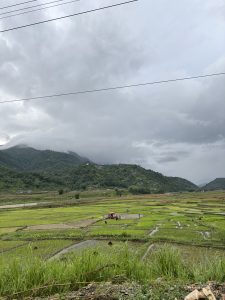 

Lush green rice paddies under a cloudy sky with mountains in the background, farmers at work, and power lines overhead.
