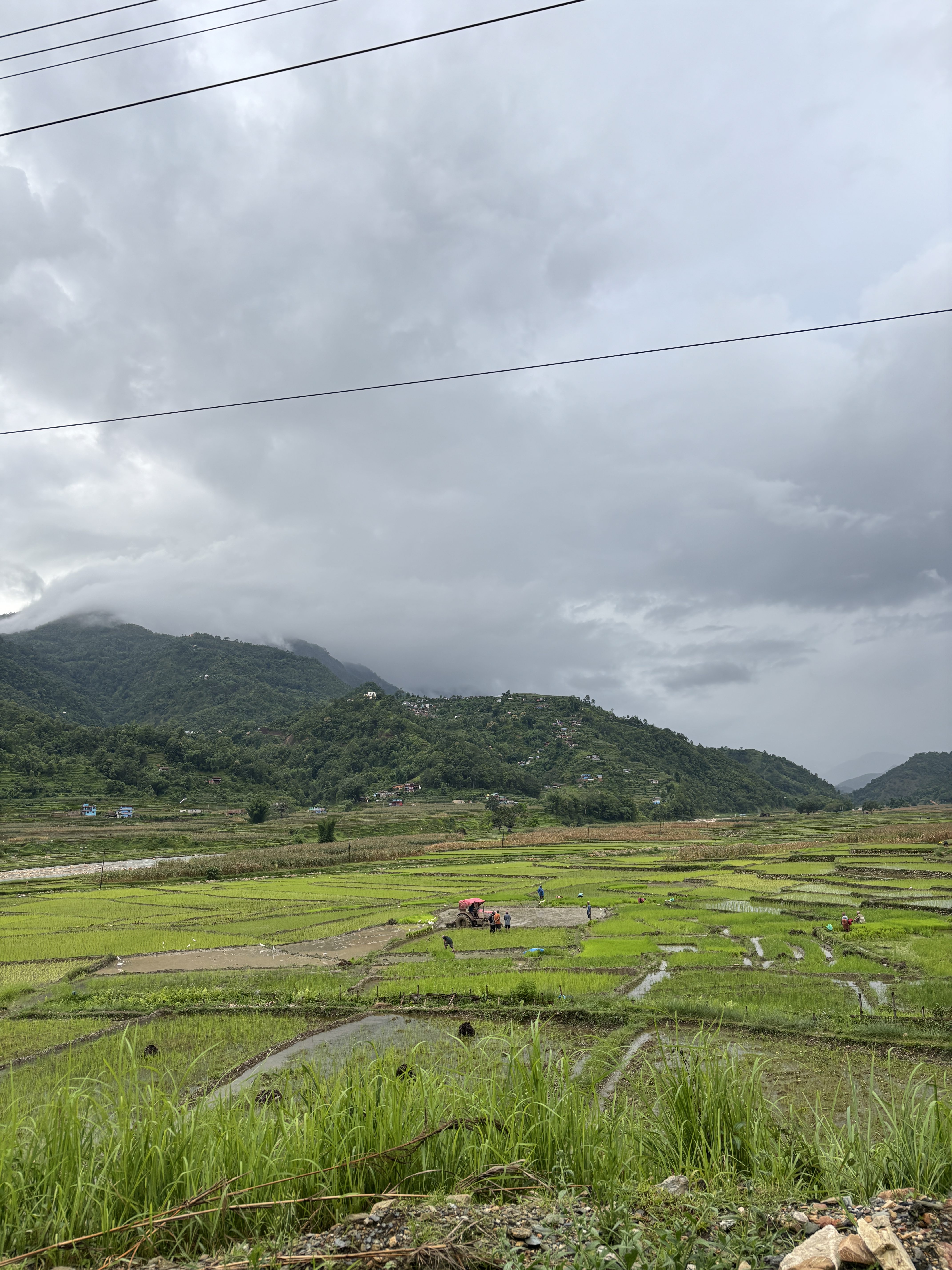 

Lush green rice paddies under a cloudy sky with mountains in the background, farmers at work, and power lines overhead.