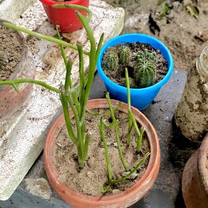 Potted plants with developing cacti and green stems in terra cotta and plastic pots on a textured outdoor surface convey a sense of growth.