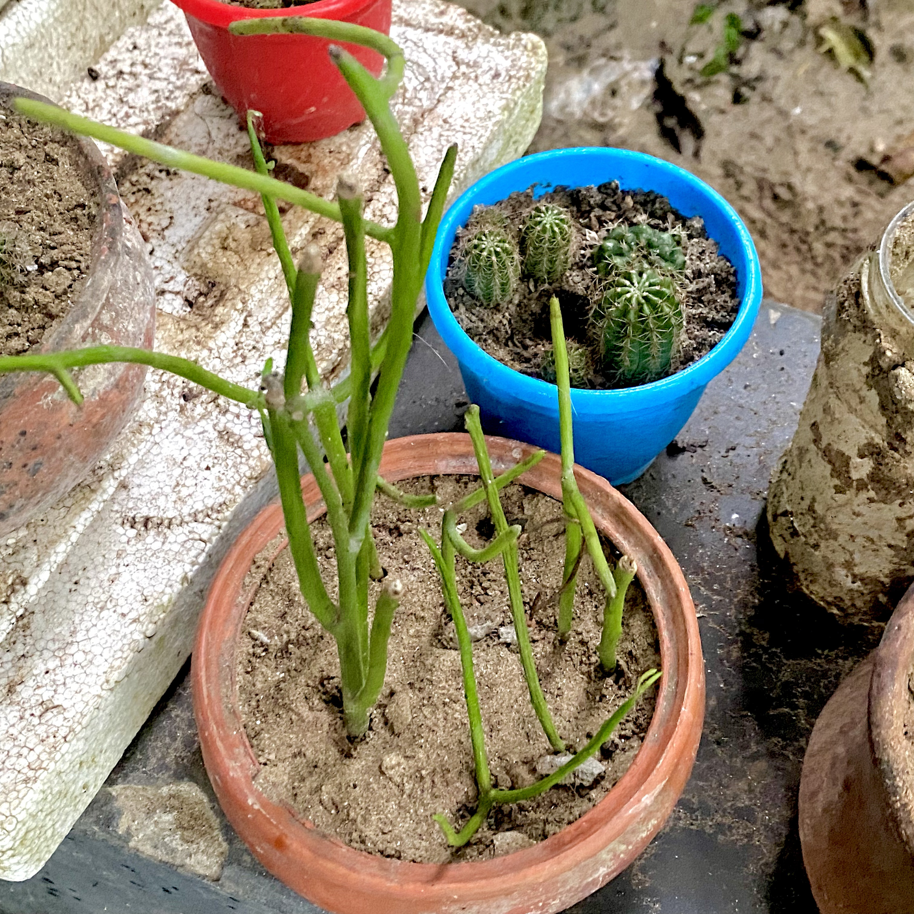 Potted plants with developing cacti and green stems in terra cotta and plastic pots on a textured outdoor surface convey a sense of growth.