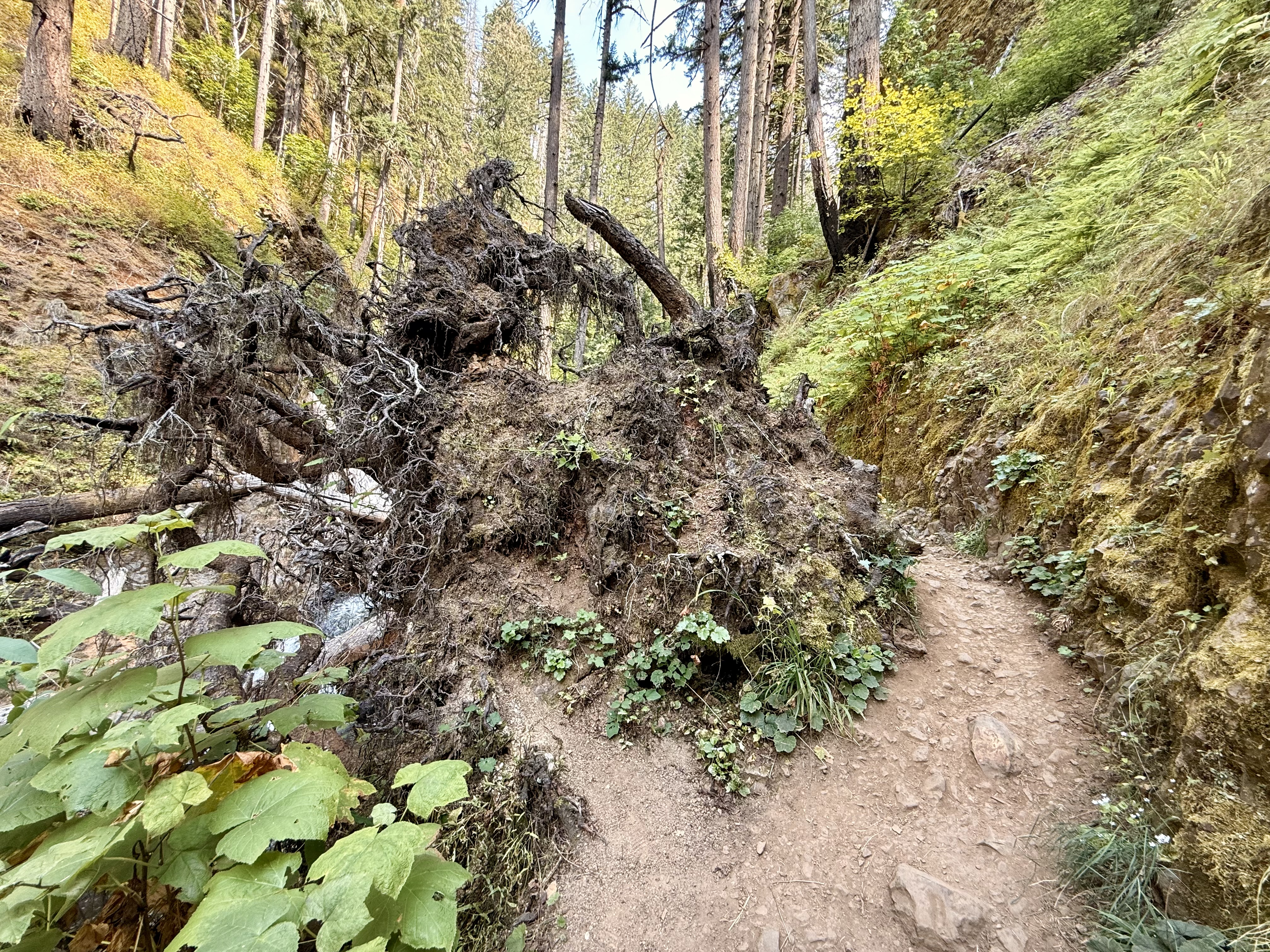 An uprooted tree with exposed roots lies beside a narrow dirt path in the lush forest of the Columbia River Gorge National Scenic Area, Oregon. 