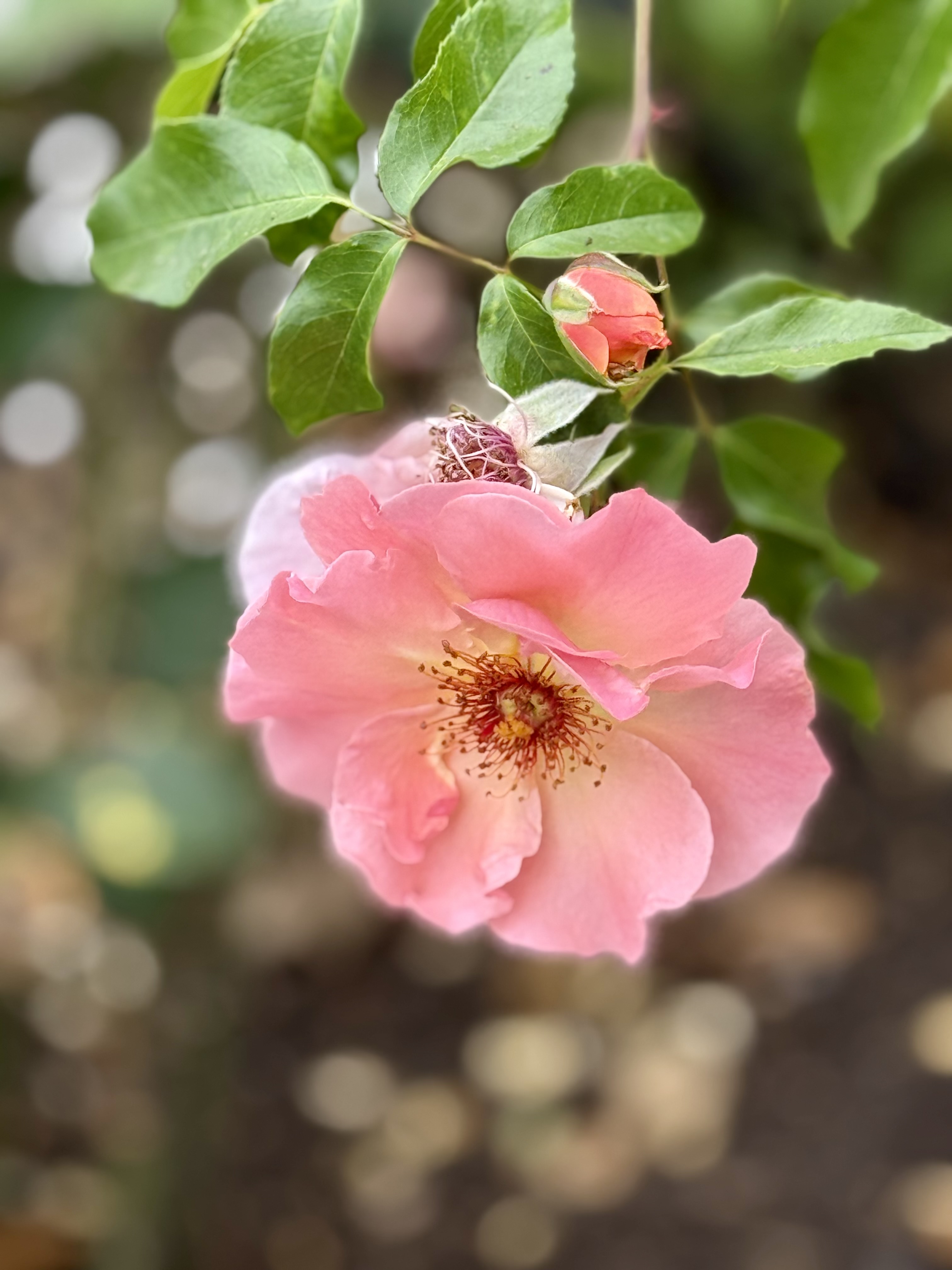 A single pink rose in bloom with a small unopened bud nearby, hanging gracefully. Evening photo taken at the International Rose Test Garden, Portland.
