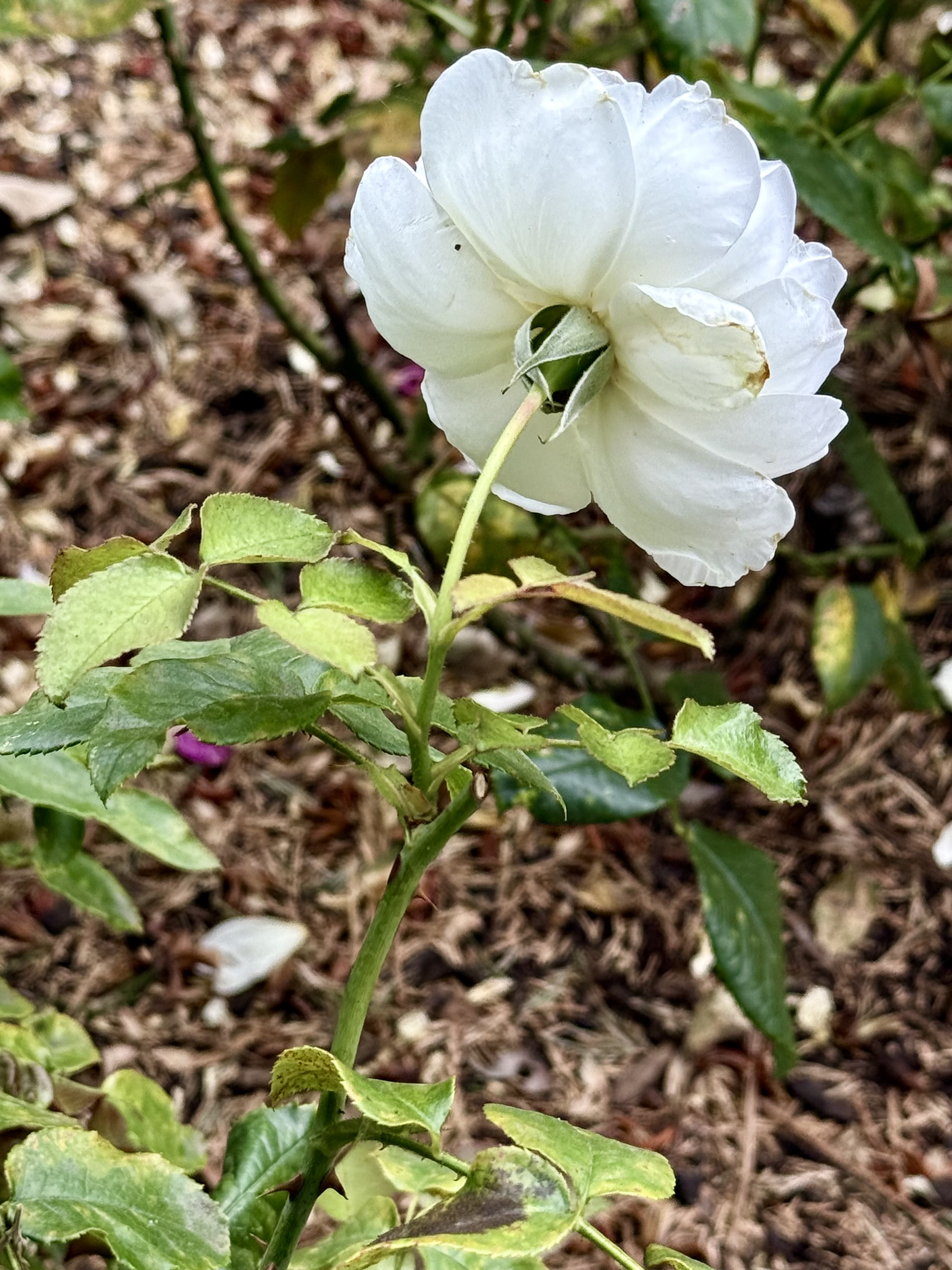 A close-up view of a white rose, captured from behind, showing its soft petals and green sepals, taken in the evening at the International Rose Test Garden in Portland.