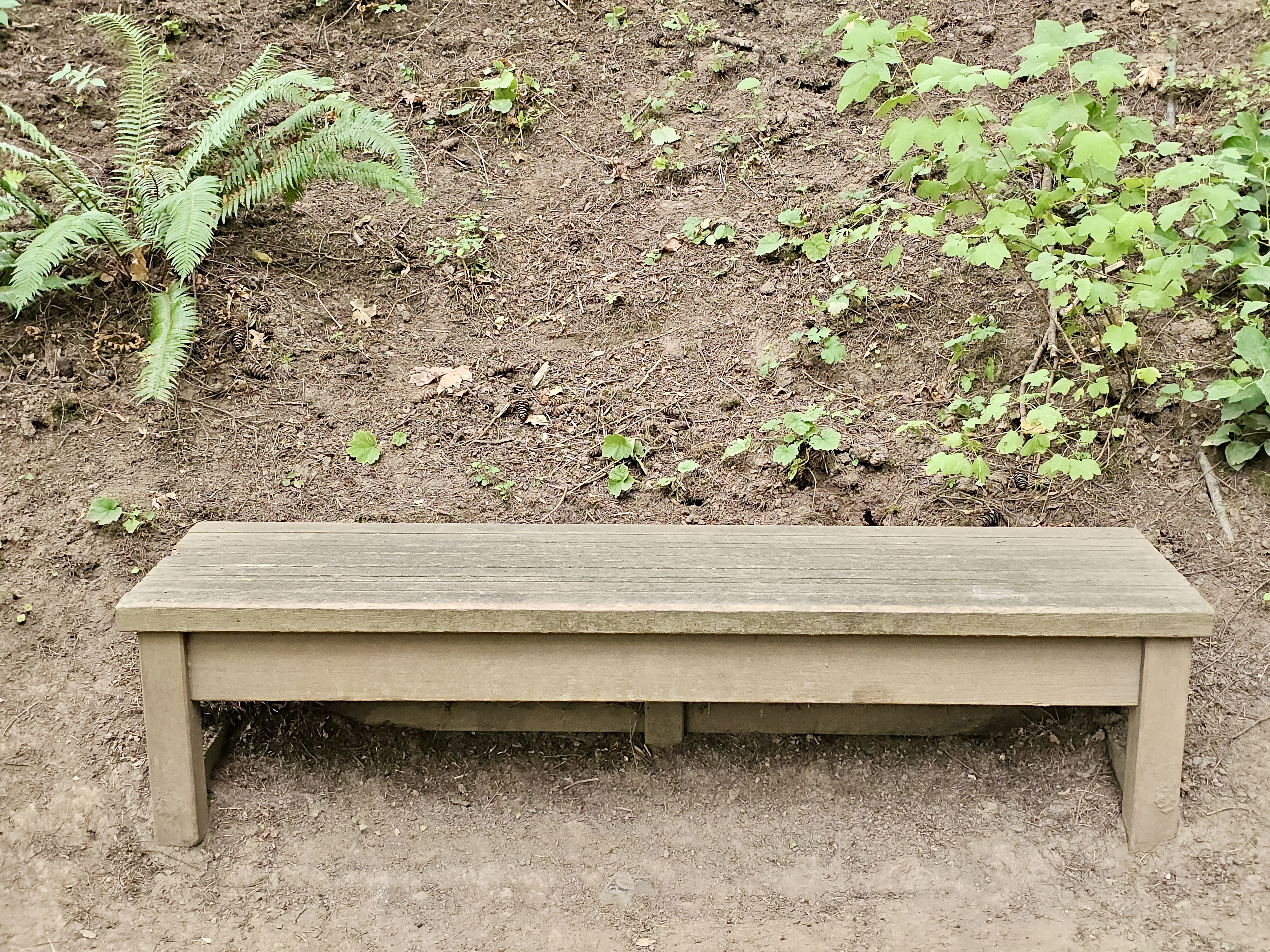 A simple wooden bench is placed on soil along a garden trail at the Portland Japanese Garden. Surrounded by ferns and small plants, it offers a quiet resting spot.