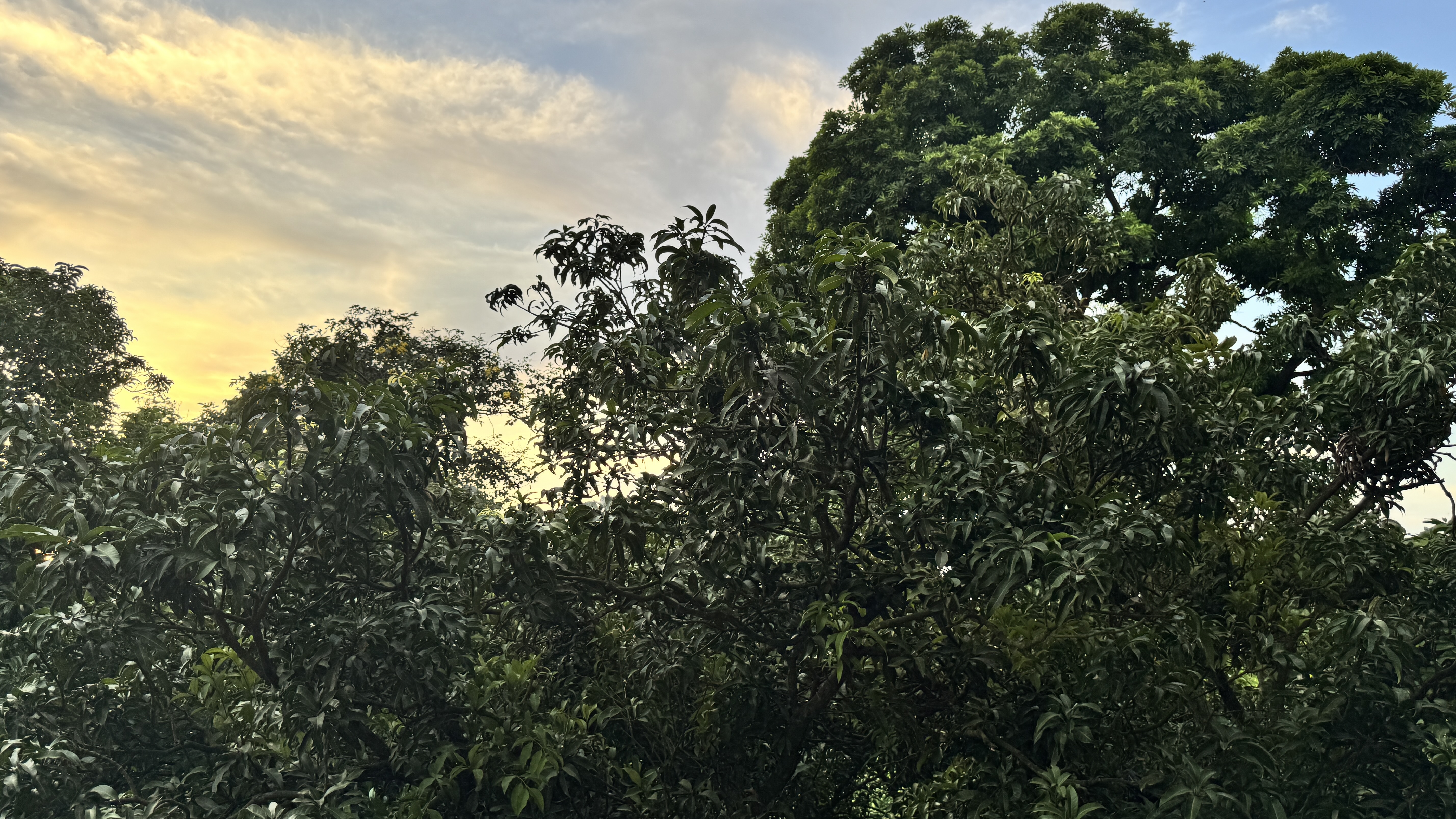 Tall trees with dark leafy tops stand out against the soft evening sky, glowing warmly with shades of yellow.