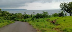 A winding road leads down towards the ocean, with lush green grass and shrubs on either side.