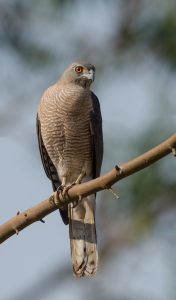 A female Shikra perched on a thin branch, showing striped brown and cream plumage with dark wings.