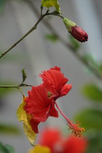 Close-up of a blooming red hibiscus flower with a visible stamen, alongside a closed bud on the same branch.