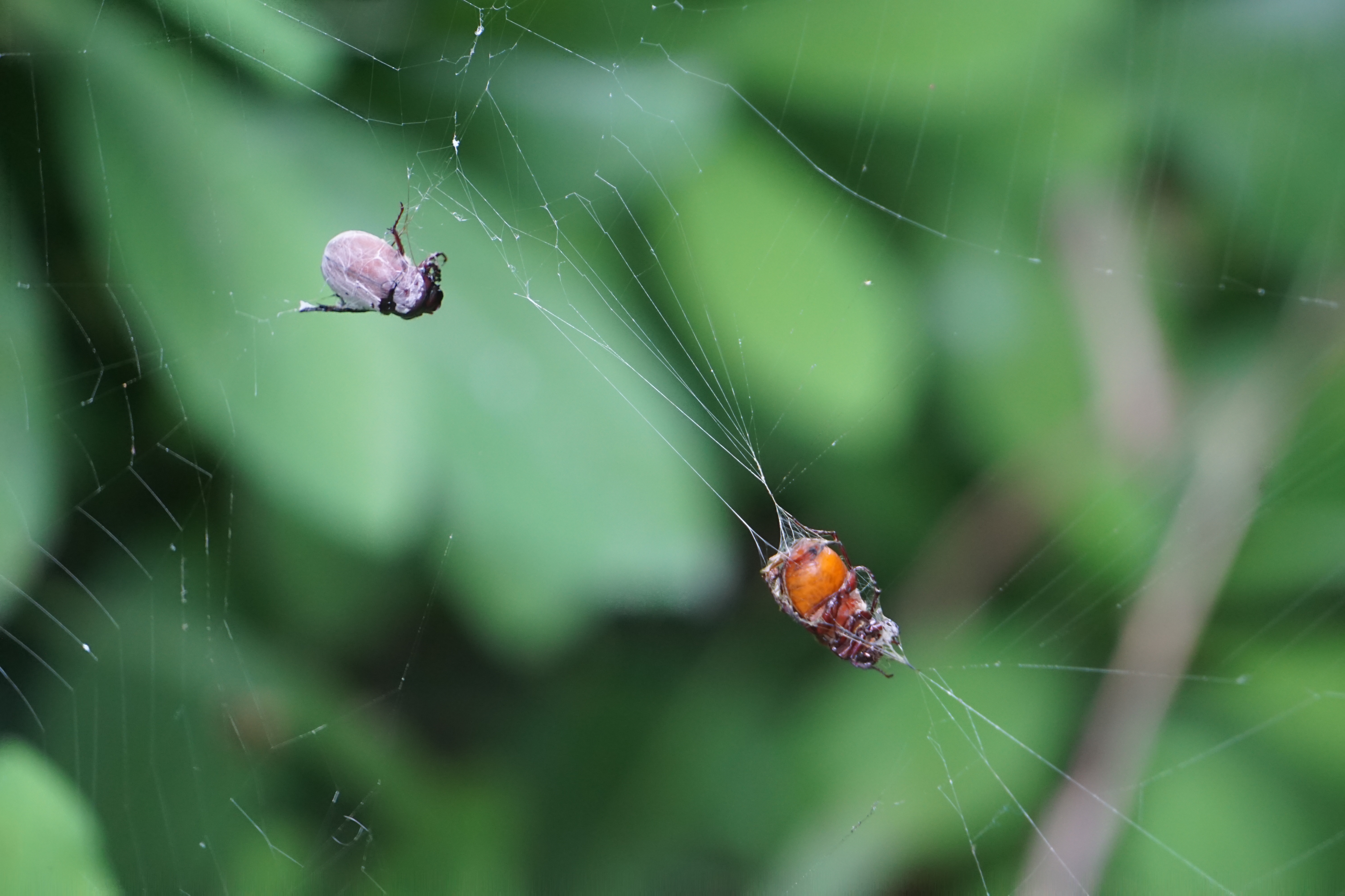 A spider web with insects tangled in net.