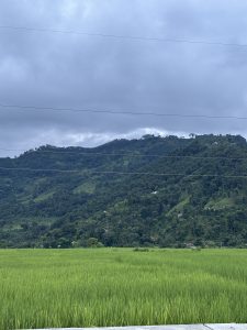 A lush green rice field stretches across the foreground, leading up to a mountainous landscape in the background.